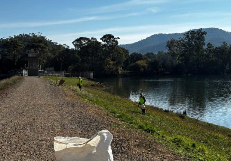 Alert about weed toxic for dogs at Eildon Pondage