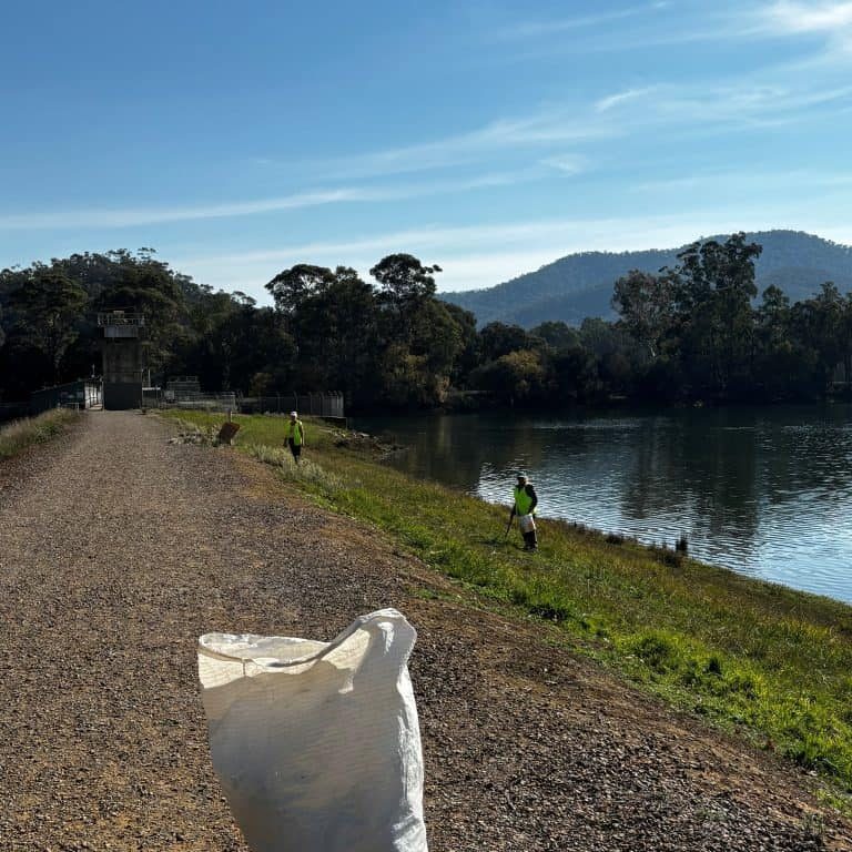 Alert about weed toxic for dogs at Eildon Pondage