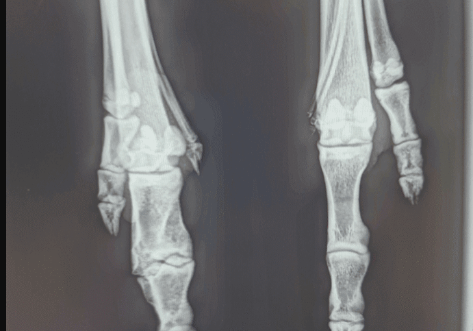 New x-ray machine to help native wildlife