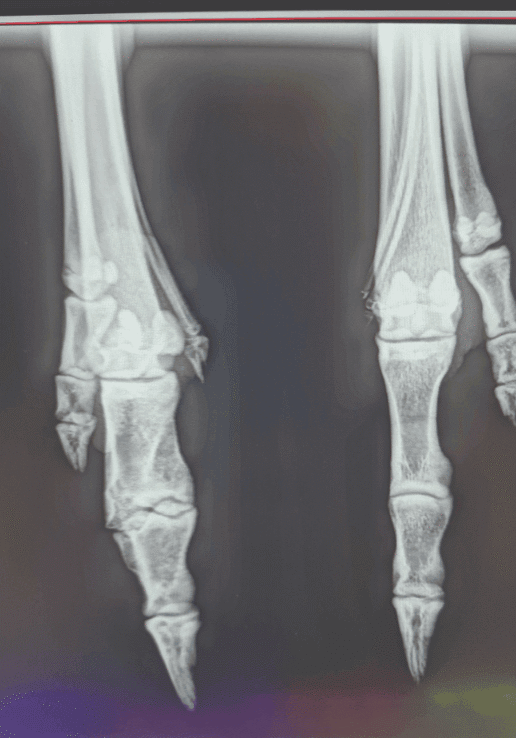 New x-ray machine to help native wildlife