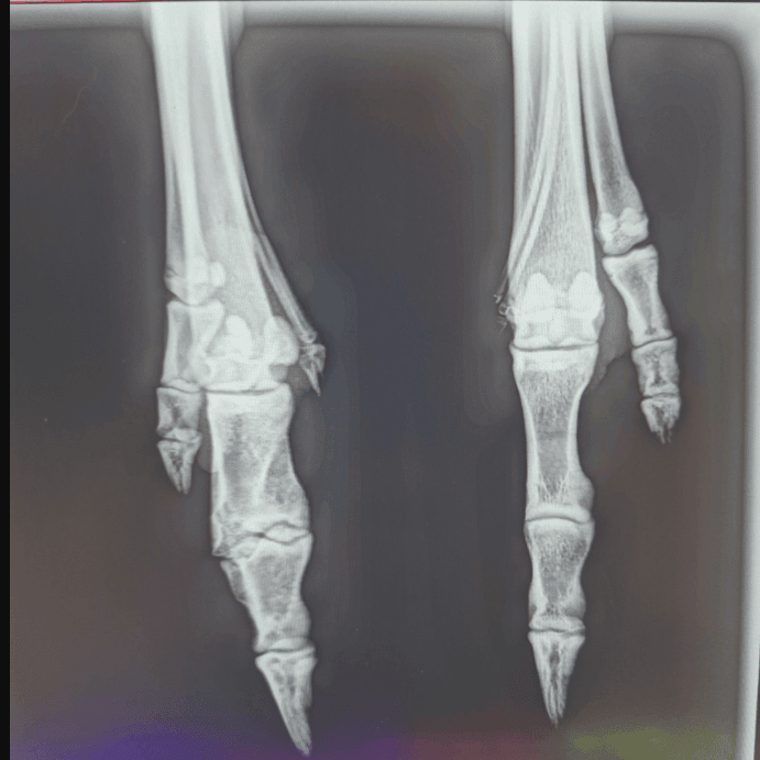 New x-ray machine to help native wildlife