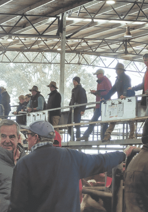 Low yarding but big prices for Yea's July sale Low yarding but big prices for Yea's July sale