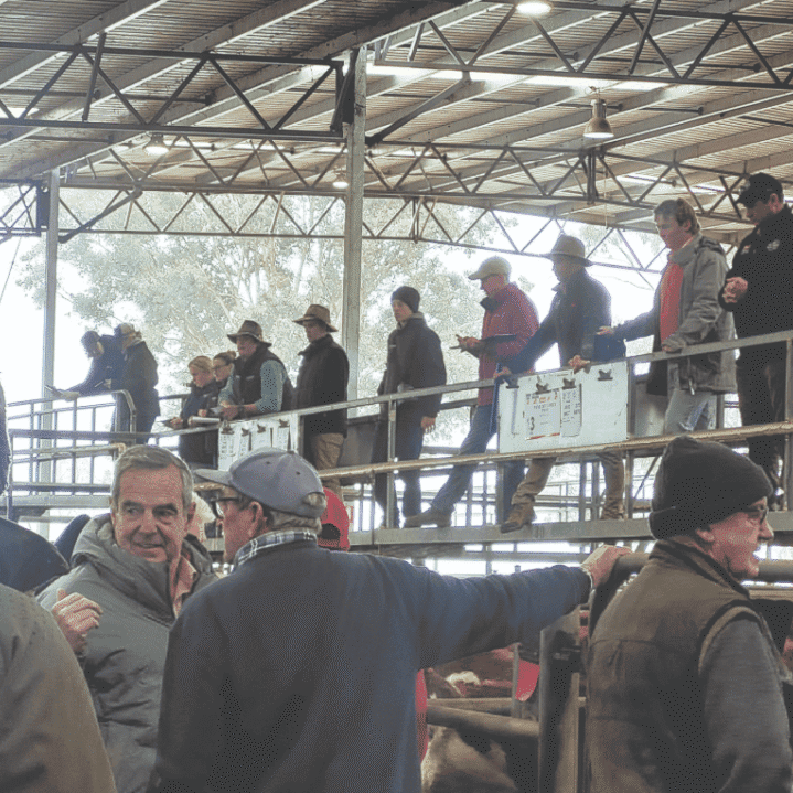 Low yarding but big prices for Yea's July sale Low yarding but big prices for Yea's July sale