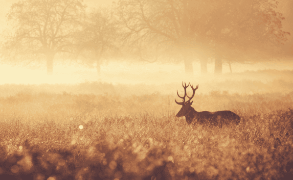 The price is deer
