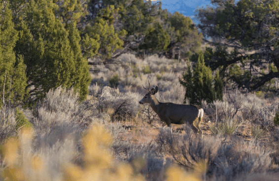 The deer issue is getting worse and something needs to be done