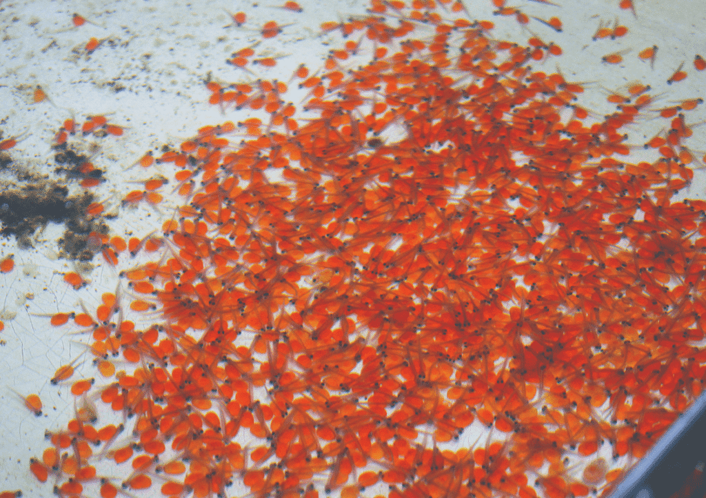 Snobs Creek Hatchery holds annual open day