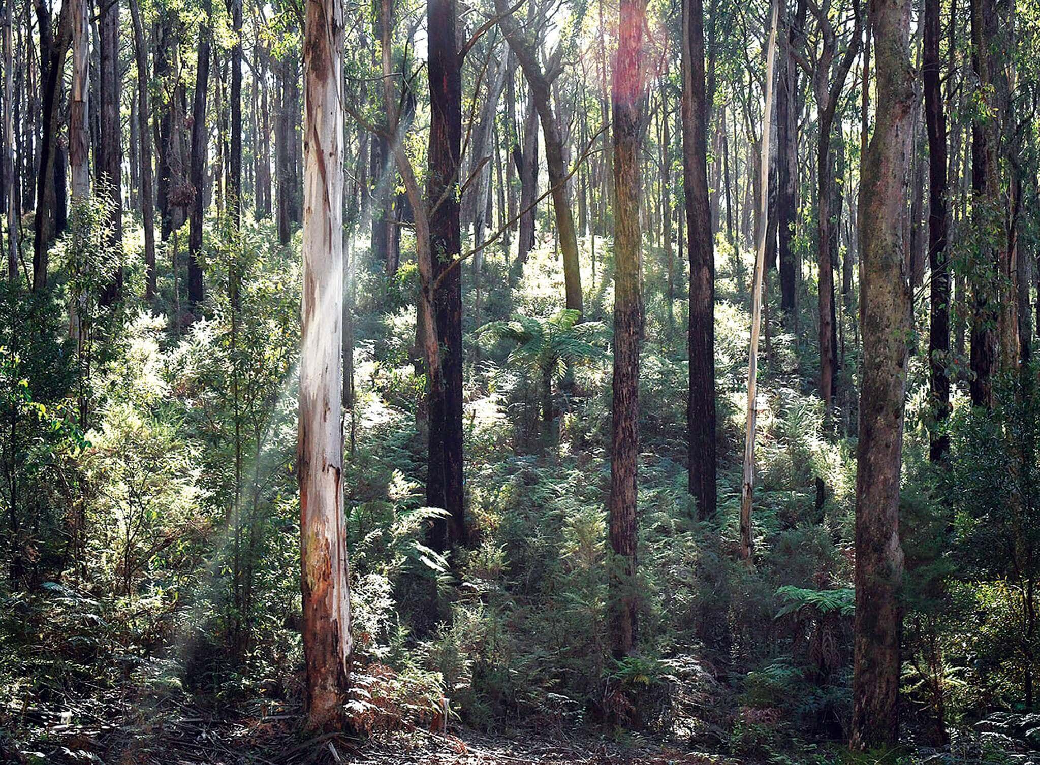 VicForests