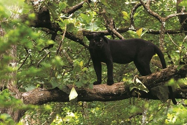 panther