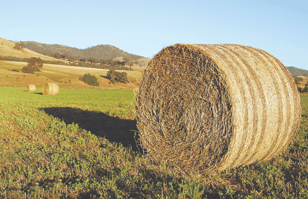 Scammers fake hay while the sun shines