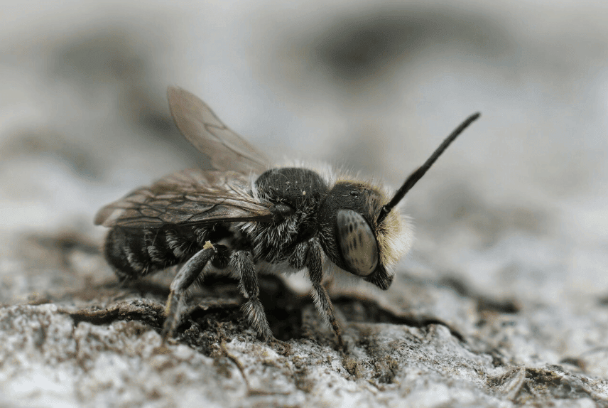 Be careful as European Wasps are buzzing around