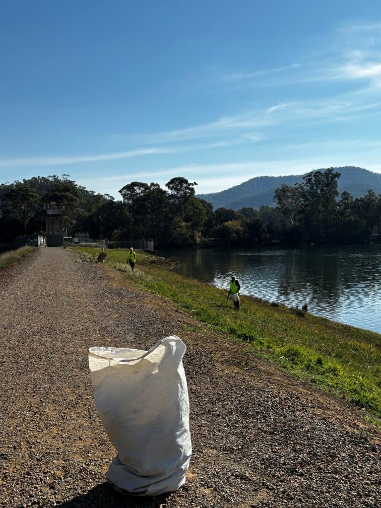 Alert about weed toxic for dogs at Eildon Pondage