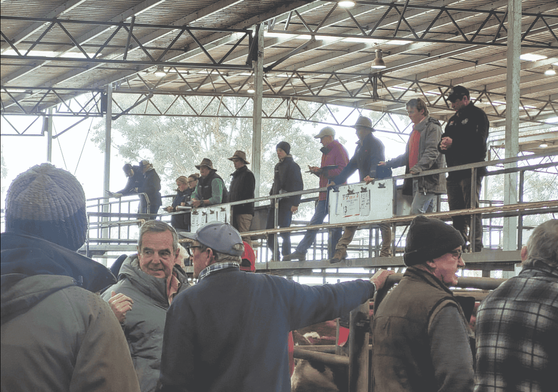 Low yarding but big prices for Yea's July sale